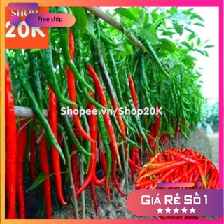Hạt giống Ớt chỉ đậu đũa (Ớt sung dài)