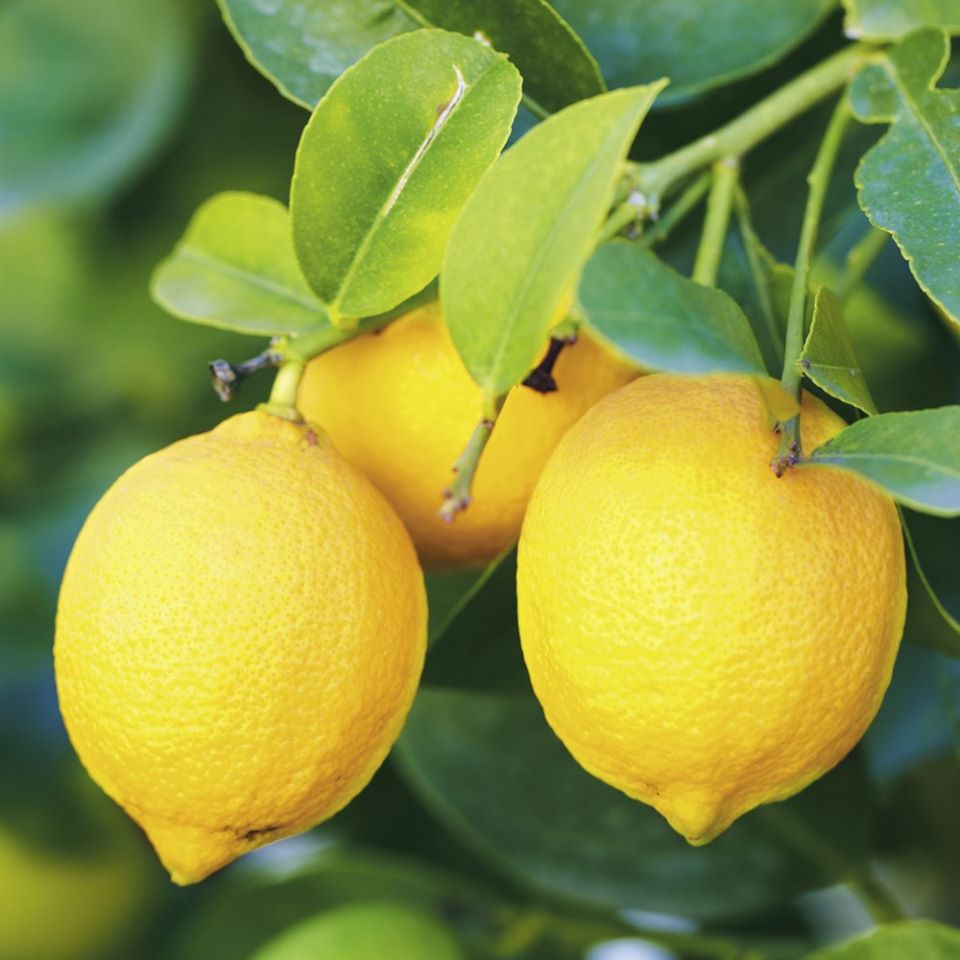 Tinh Dầu Chanh Tây Thiên Nhiên dịu da mụn, thư giãn, thanh lọc không khí Citrus Limon Essential Oil AloAroma