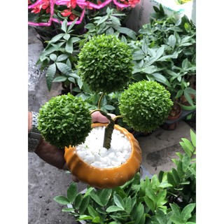 Chậu cây May Mắn 3 quả cầu
