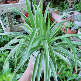 Chậu Cây Lan Chi (Dây Nhện)