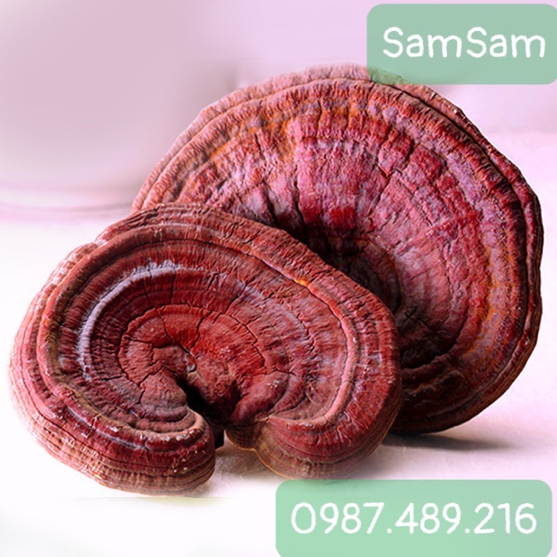 [HÀNG MỚI VỀ] Nấm Linh Chi Đỏ 6 Năm Tuổi Hàn Quốc Túi Nâu 1kg