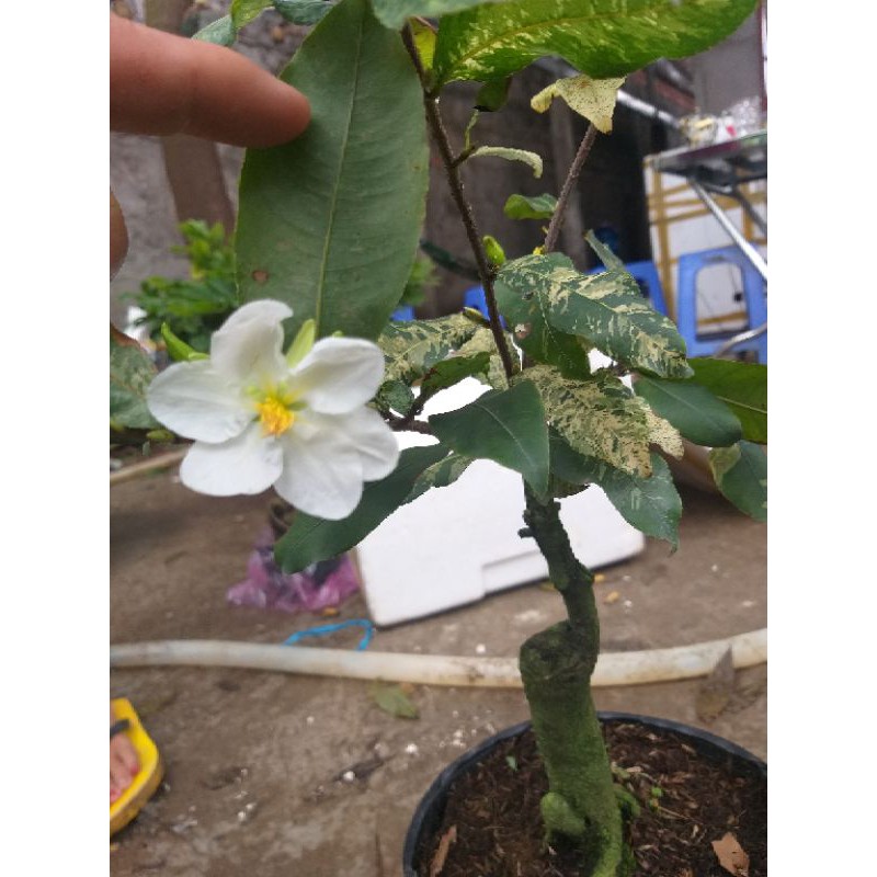 Cây Hoa Mai trắng Thái