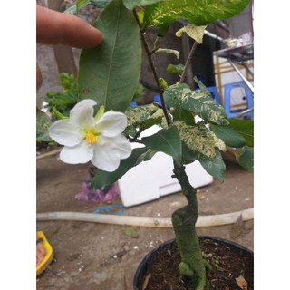 Cây Hoa Mai trắng Thái