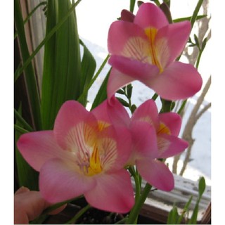 Củ giống hoa lan nam phi hoa màu hồng phấn ( 1 củ + 1 viên nén xơ dừa ươm củ )