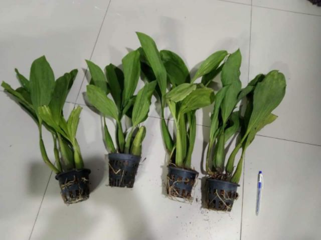 Lan Thanh đạm in đô  - Hoa thơm