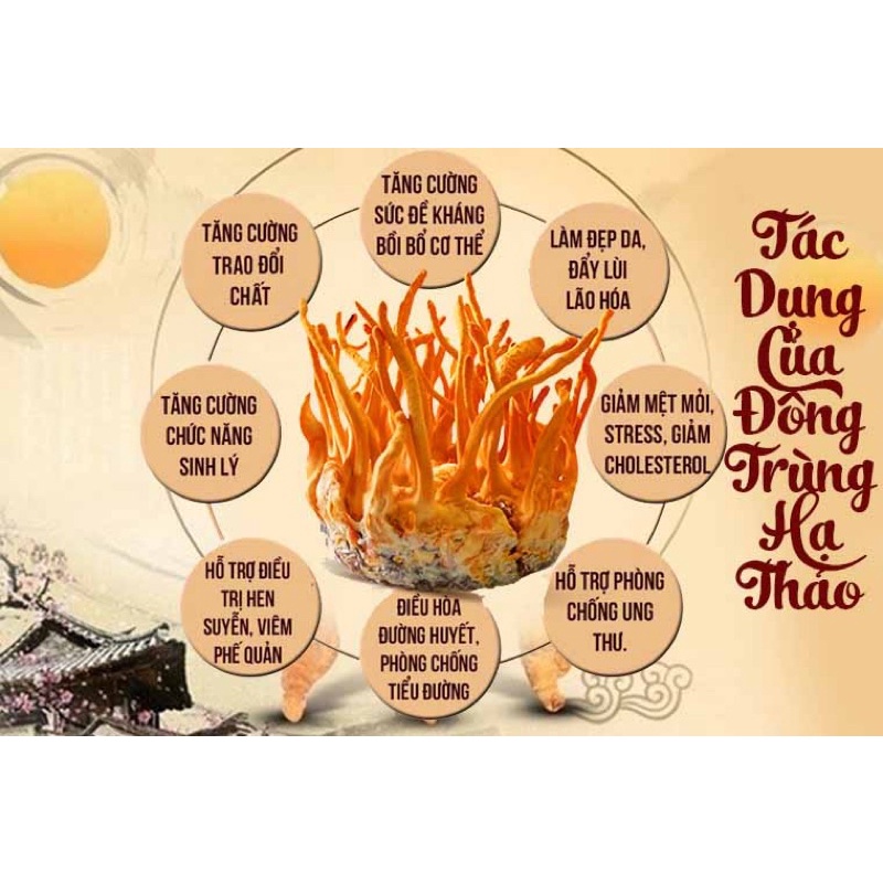 Đông trùng hạ thảo