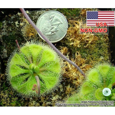 10h Hạt Giống Cây Bắt Mồi Gọng Vó (Drosera)