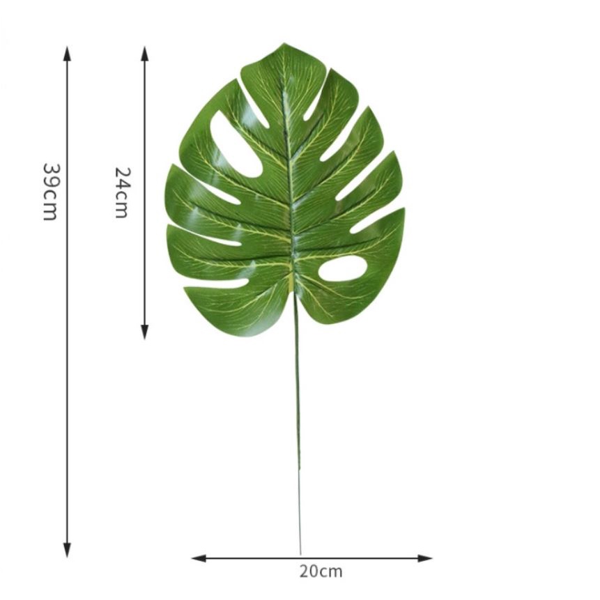 Cành lá rùa - Trầu bà lá xẻ nam mỹ monstera