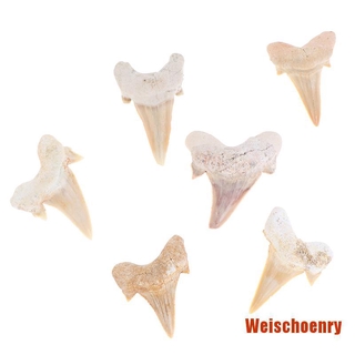 Răng Cá Mập Giảng Dạy Khoa Học Megalodon
