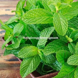 100h - hạt giống rau bạc hà mint