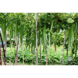 hạt giống MƯỚP NHẬT ( LẠC LÀY), HẠT GIỐNG LẶC LÈ siêu quả chịu nhiệt tốt