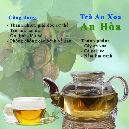 TRÀ AN XOA AN HÒA - Thành phần gồm Cây an xoa, Cà gai leo và Nấm lim xanh