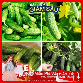 Hạt giống dưa chuột bao tử - 10 hạt / gói