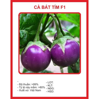 Hạt Giống cà Bát Tím - 1gr