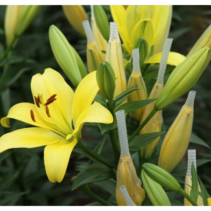 10 Mét Lưới Chụp Bông  Lưới Đựng Phân Dê