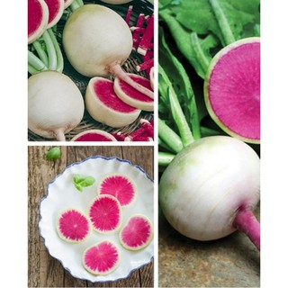 Hạt giống Củ cải Cherry trắng ruột đỏ