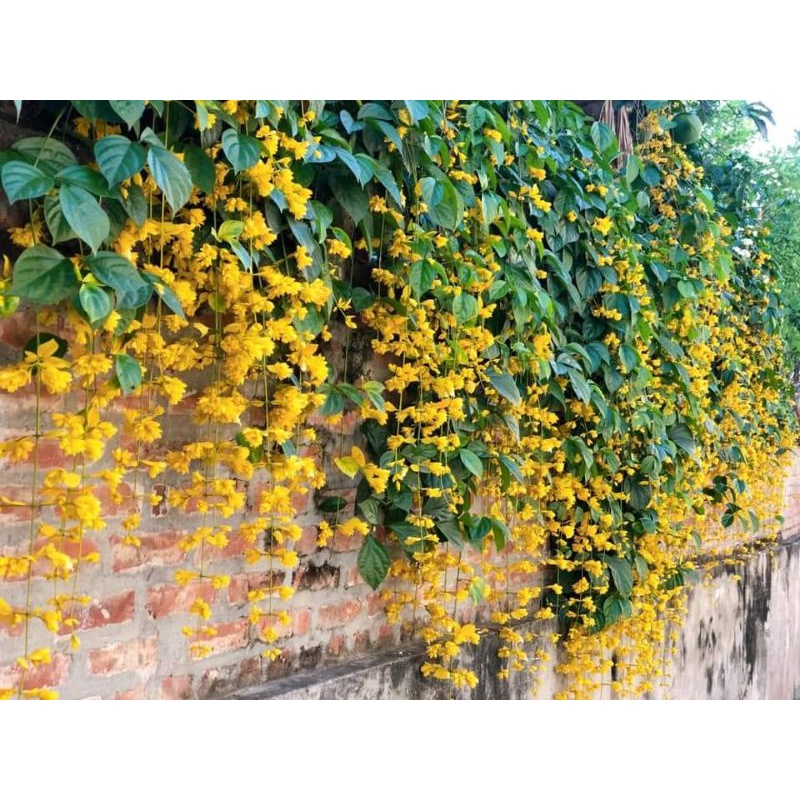 Cây Lan Hoàng Dương