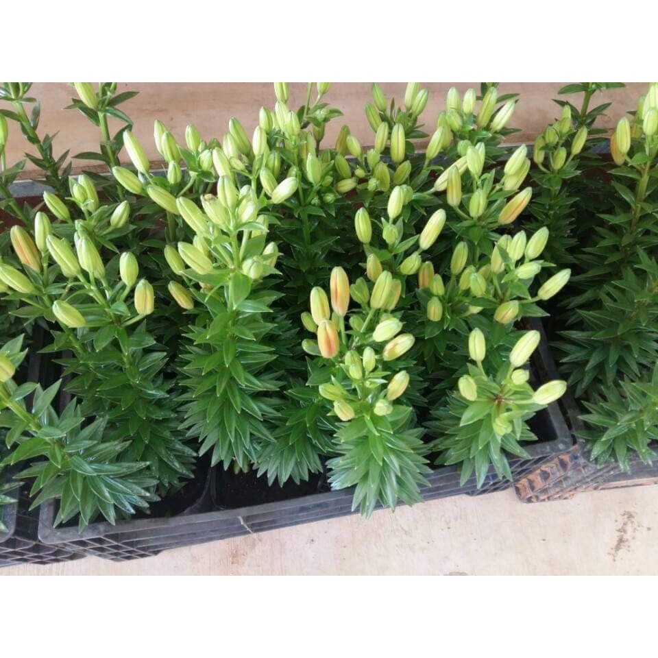 Xả củ hoa ly lùn giá gốc bán không lợi nhuận