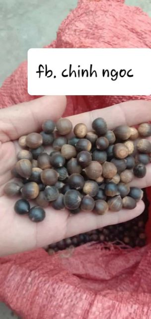 hạt dẻ rừng tây bắc 10kg