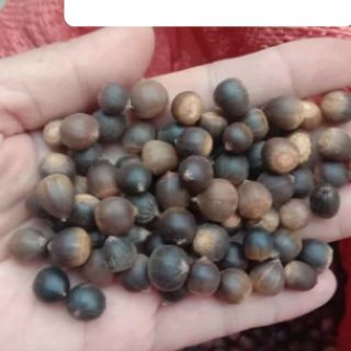 hạt dẻ rừng tây bắc 10kg