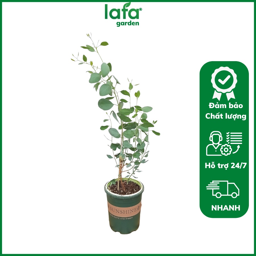 Chậu cây lá bạc silver dollar, Cây khuynh diệp LAFA GARDEN