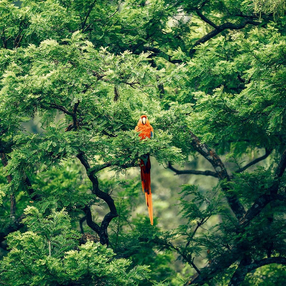 Nước hoa nữ Yves Rocher EAU DE PARFUM TROPICALE TENTATION 100ML