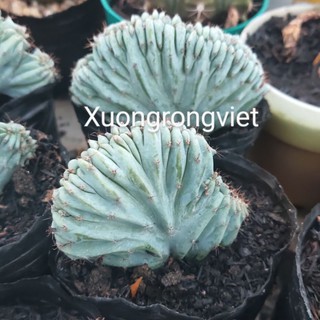 Xương Rồng Mytilo Crest