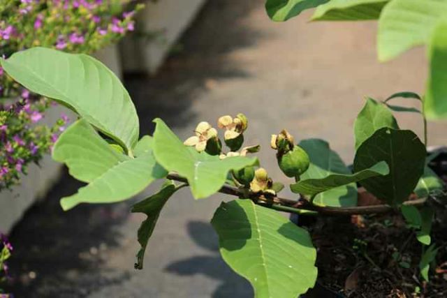Cây Ổi ko hạt