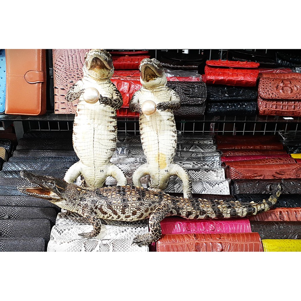 Cá sấu trưng bày nguyên con