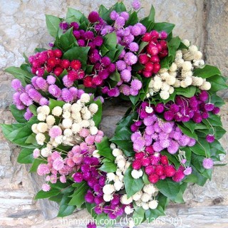 Hạt giống Hoa Cúc Bách Nhật Hoa nở ngày