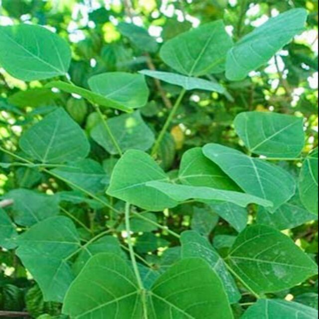 Lá vông nem tươi 1 kg