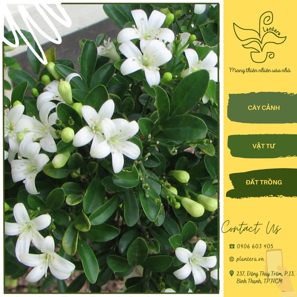 Cây Nguyệt Quế Chậu C8 - Cây Cảnh - Cây Ưa Nắng - Cây Lớn