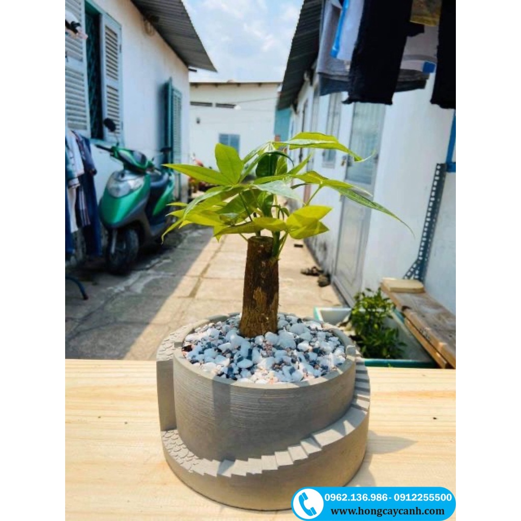 Chậu Xi Măng Mini Cao Cấp II Chậu Mini Để Bàn Mẫu Hình Bậc Thang Độc Lạ