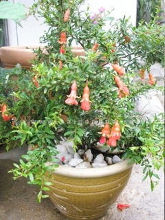 Hạt giống cây lựu lùn
