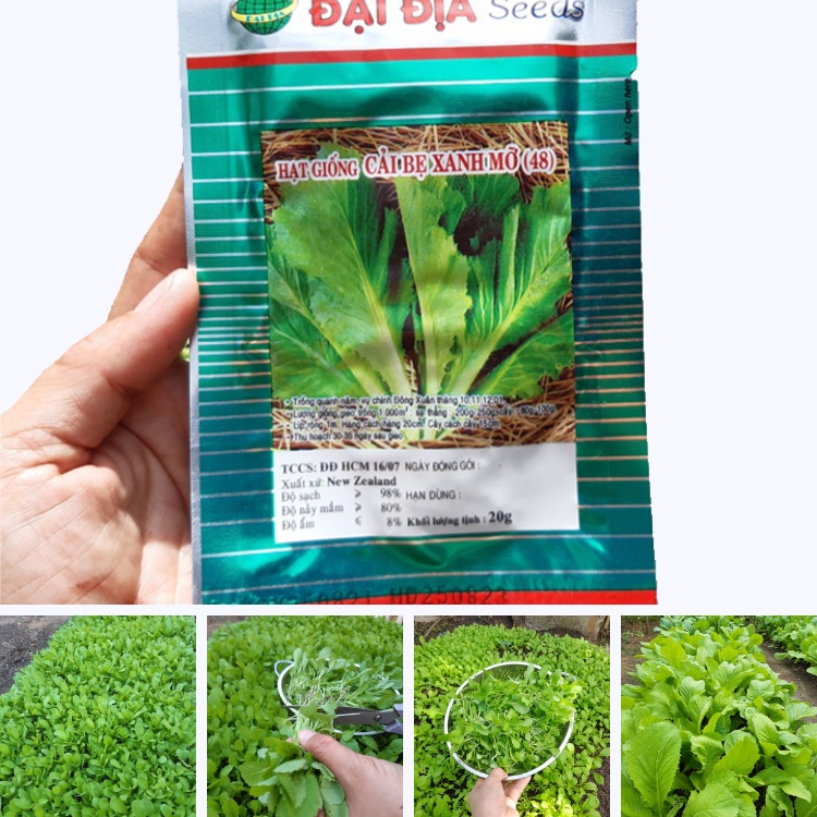 Hạt Giống CẢI BẸ XANH MỞ- Gói 20g: Phát Triển Mạnh, Kháng Sâu Bệnh, Trồng Được Quanh Năm