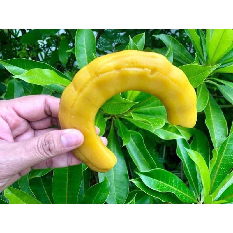 ME THÁI NGÂM ĐƯỜNG THỐT NỐT CHUA NGỌT THÁI LAN ME NGÂM THÁI LAN