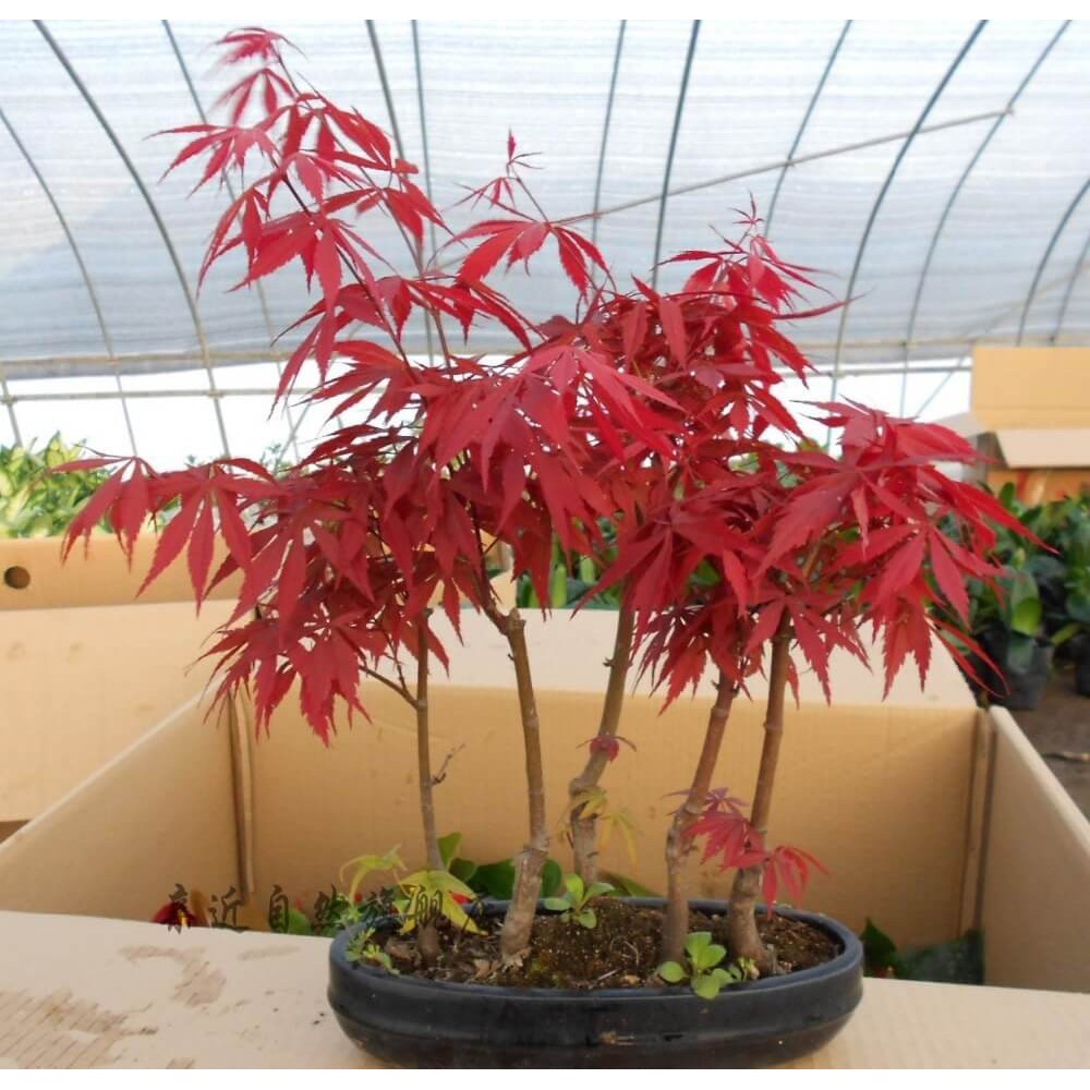 Hạt giống Phong lá đỏ bonsai tặng gói hạt giống