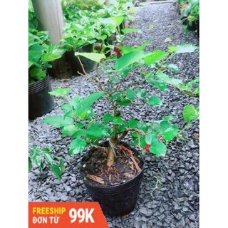 Cây Dâu Bonsai