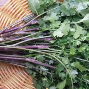 Hạt giốn Mùi Tía ăn rất thơm (Tặng kèm phân)