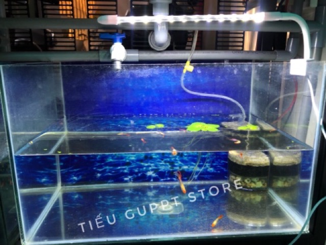 Đèn led kẹp thành hồ cá màu trắng - size 20cm/30cm/40cm