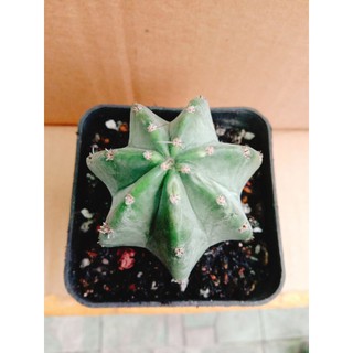 xương rồng trụ
