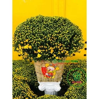 Cần xé tre đa năng