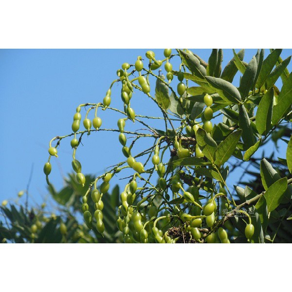 1kg Trà hoa hòe | BigBuy360 - bigbuy360.vn