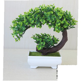 Chậu hoa bonsai để bàn