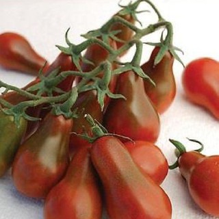Hạt giống cà chua quả lê đỏ 30 hạt (TẶNG gói kích thích hạt nảy mầm)