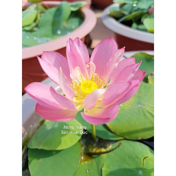 Củ sen mini meadow Rất xứng đáng để có trong bộ siêu tập hoa sen mini