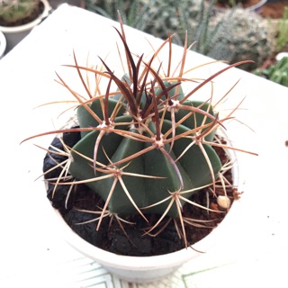 Xương rồng melo mũ đỏ