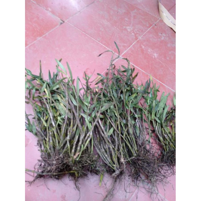 Hoa phong lan  hoàng thảo thập hoa