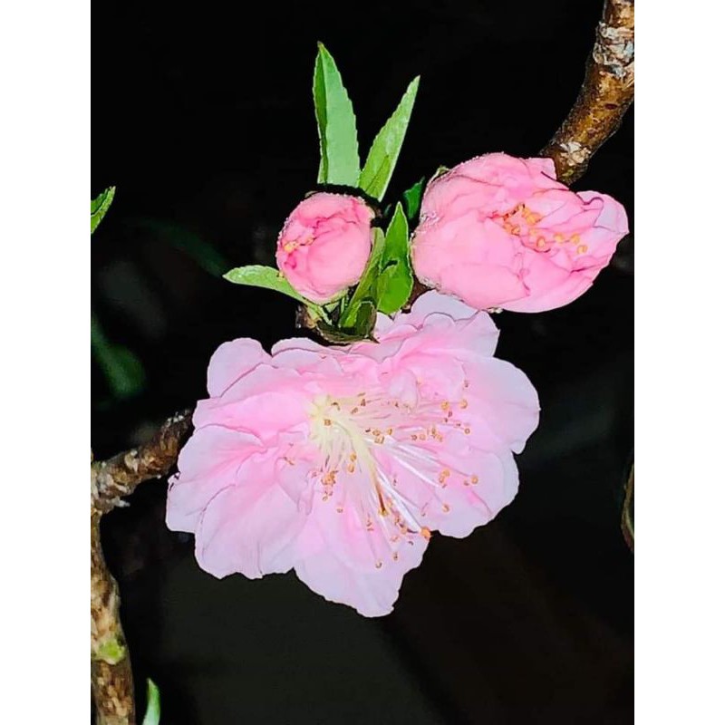 Mới sale 50% - Cây đào thất thốn phai kép ghép hoa rất đẹp.