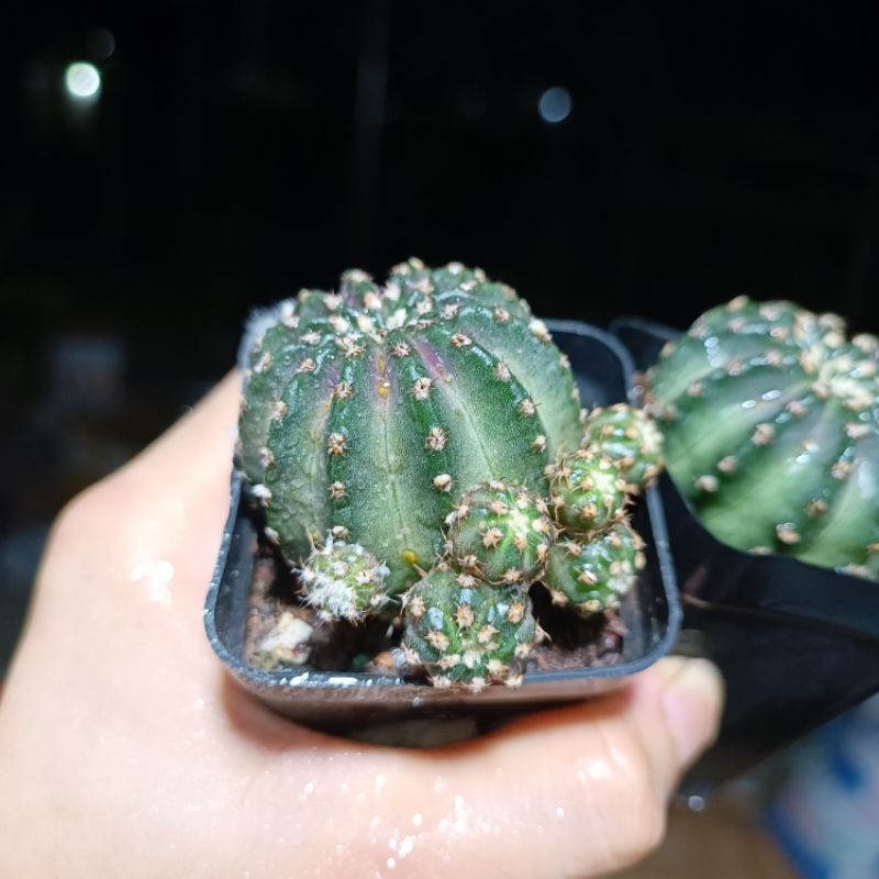 Sale 50%- Xương rồng  hoa cúc.